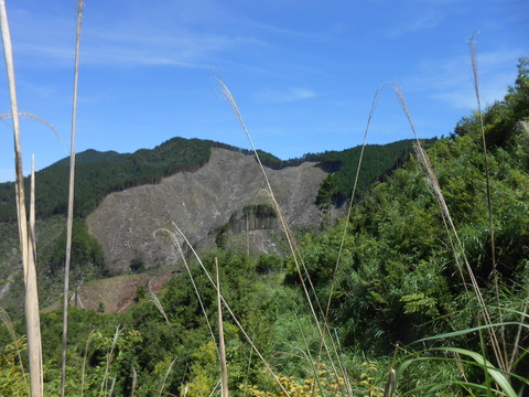 DSCN4406