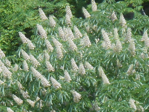 DSCN8137