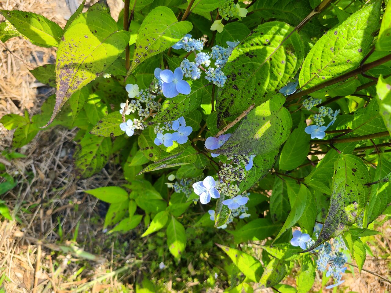 甘茶の花が咲いた 大慌てで 摘む 5月29日 熊野での田舎暮らし 甘茶の花が咲いた 大慌てで 摘む 5月29日 熊野での田舎暮らし