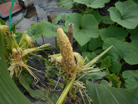 DSCN0051