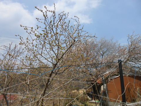 DSCN7688