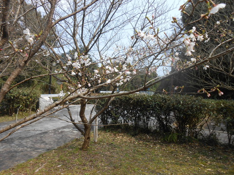 DSCN7692