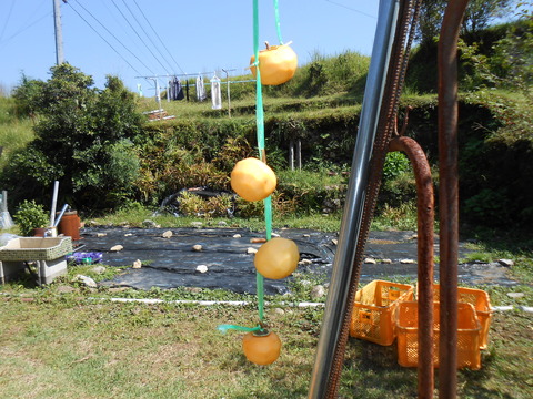 DSCN2623