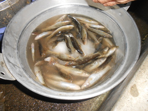 DSCN6571