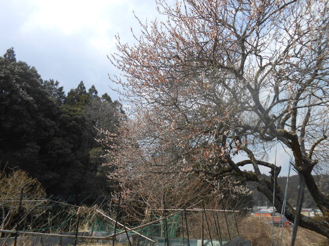 DSCN7687