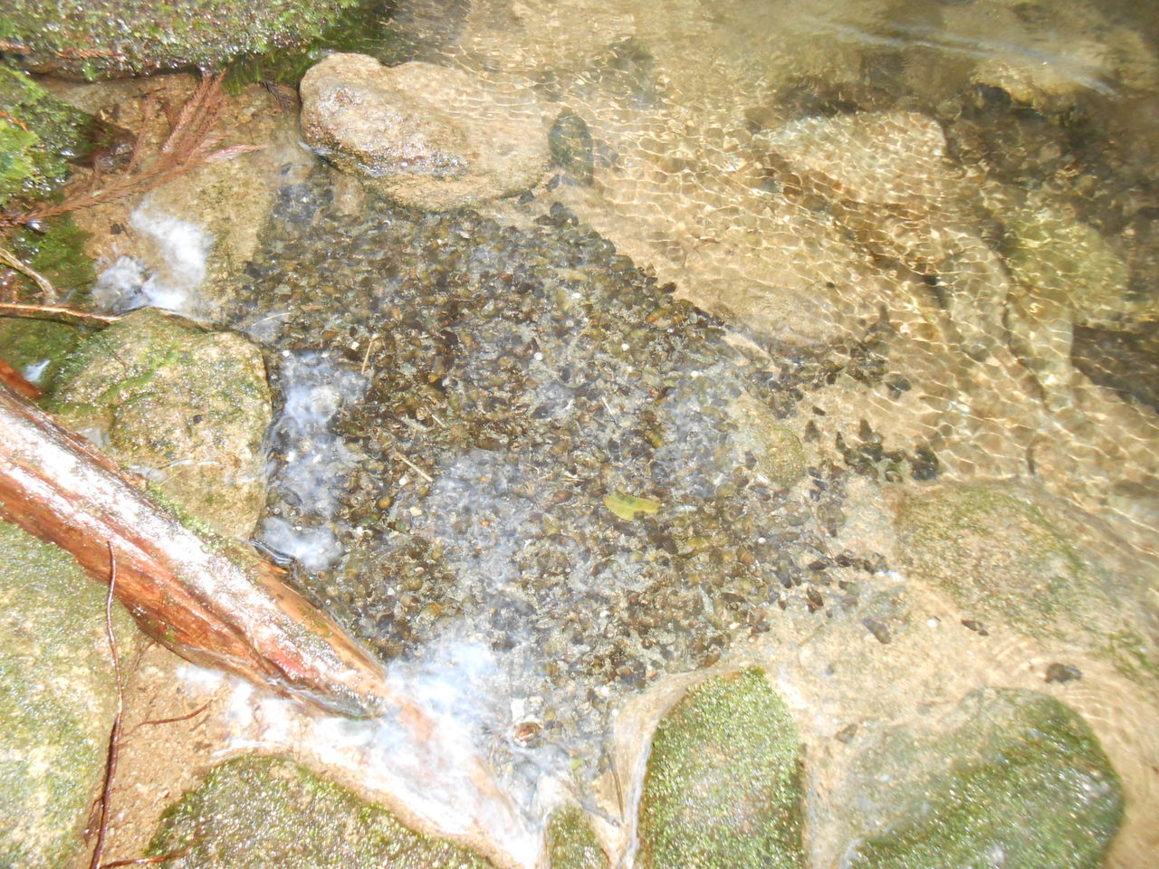 今日 谷に蛍の餌のカワニナを 大量に放流しました 熊野での田舎暮らし 今日 谷に蛍の餌のカワニナを 大量に放流しました 熊野での田舎暮らし