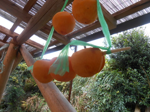 DSCN6875