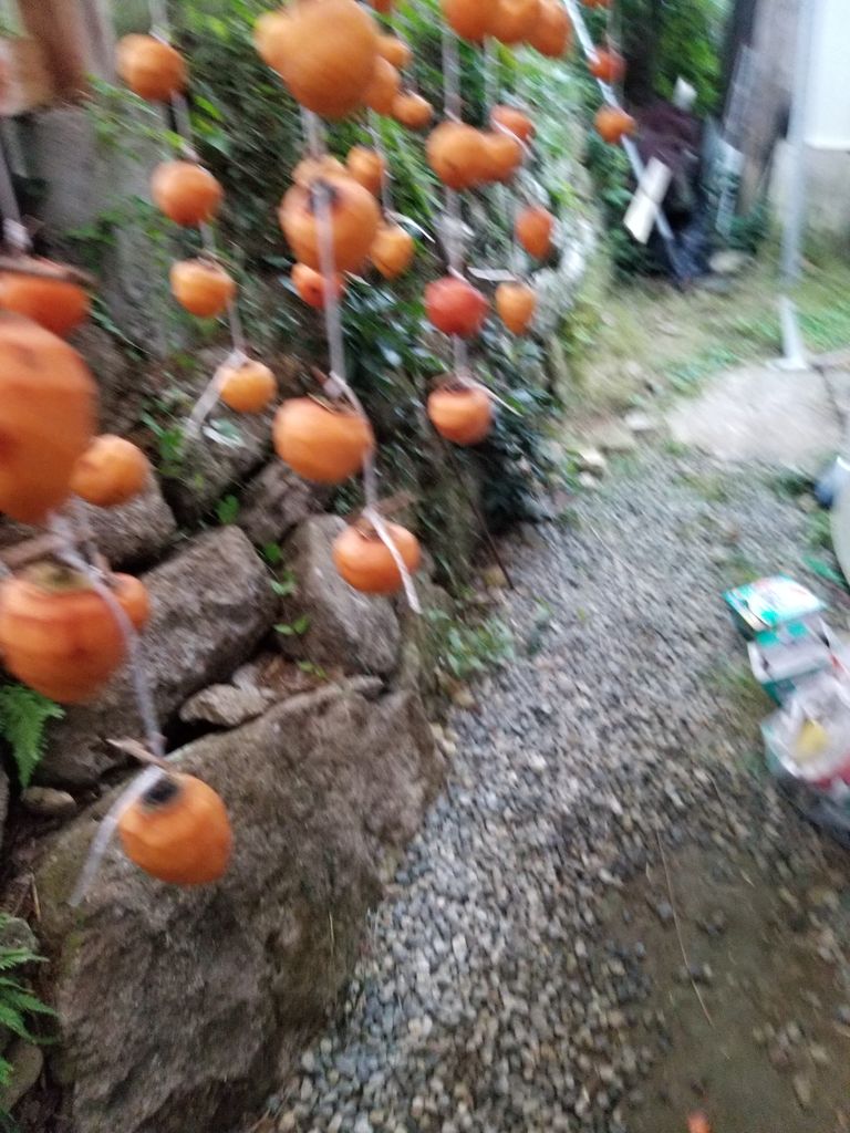 軒下の吊るし柿が鹿に喰われ イノシシが そこらじゅうを堀くずしています 熊野での田舎暮らし
