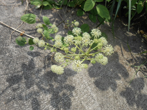 DSCN8338