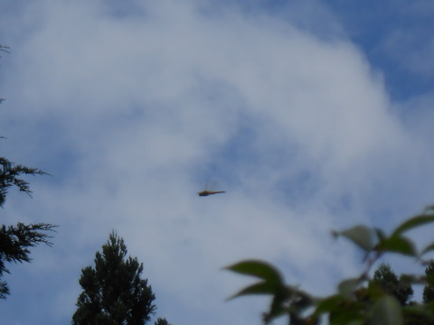 DSCN6477