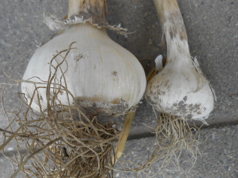 DSCN1919