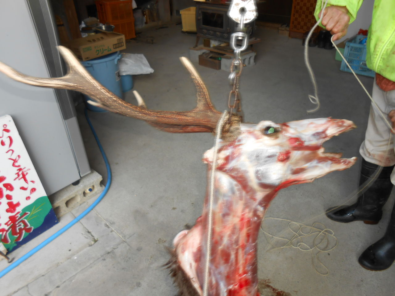 五郷の辻本さん １２ ２７ 鹿一頭 １２ ２９ 鹿一頭にイノシシ一頭をしとめる 熊野での田舎暮らし