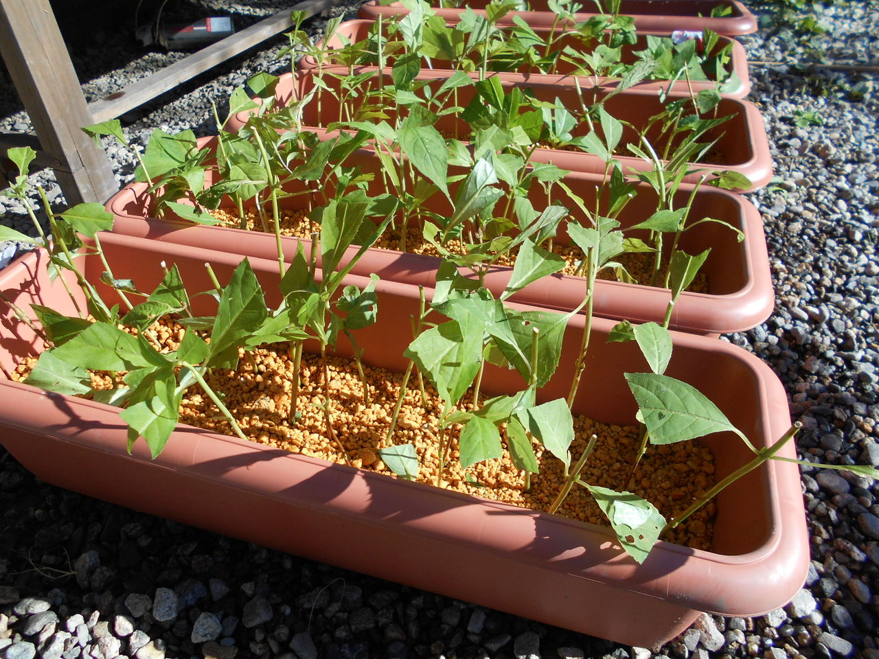 甘茶栽培へ一歩 開始 苗木つくりを始めました 熊野での田舎暮らし 甘茶栽培へ一歩 開始 苗木つくりを始めました 熊野での田舎暮らし
