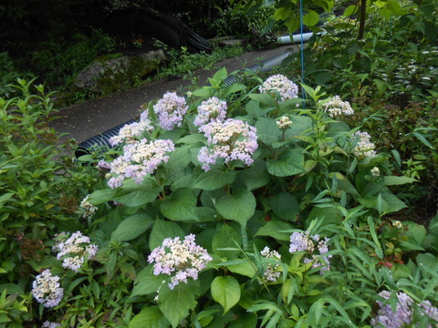 DSCN6583