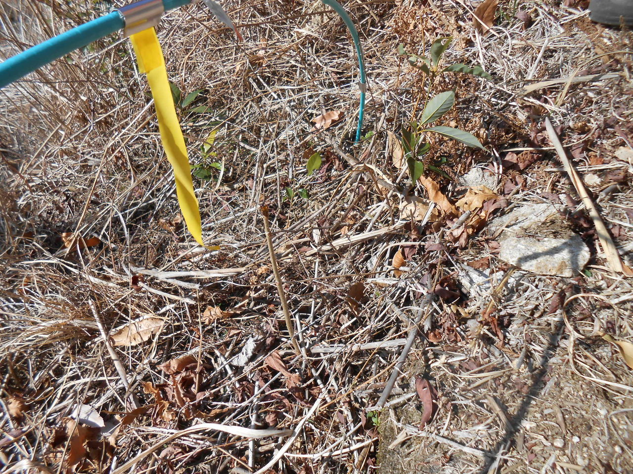 三ツ口山 実生と苗木植えが完了し 保育の段階に 3 26 熊野での田舎暮らし 三ツ口山 実生と苗木植えが完了し 保育の段階に 3 26 熊野での田舎暮らし
