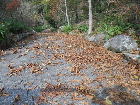 DSCN8766