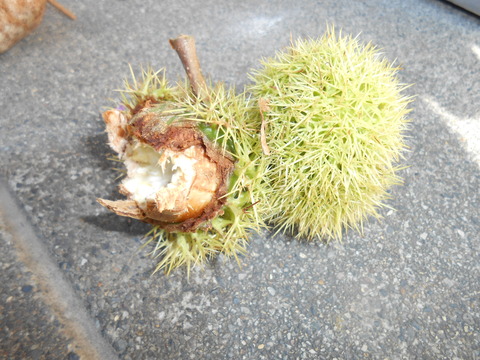 DSCN4707