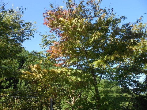 DSCN4711
