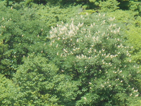 DSCN6271