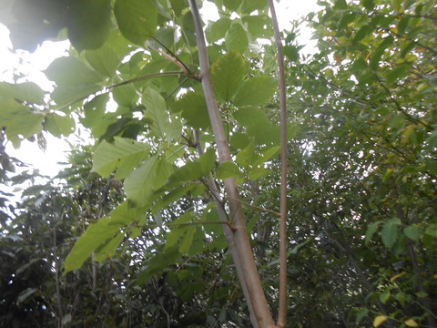 DSCN8601