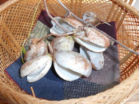 DSCN2624