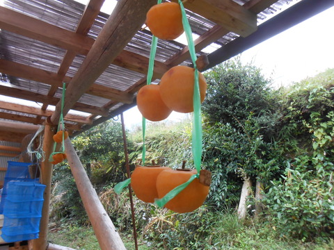 DSCN6874
