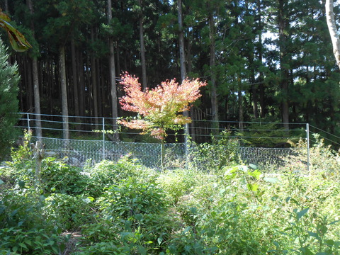 DSCN4924