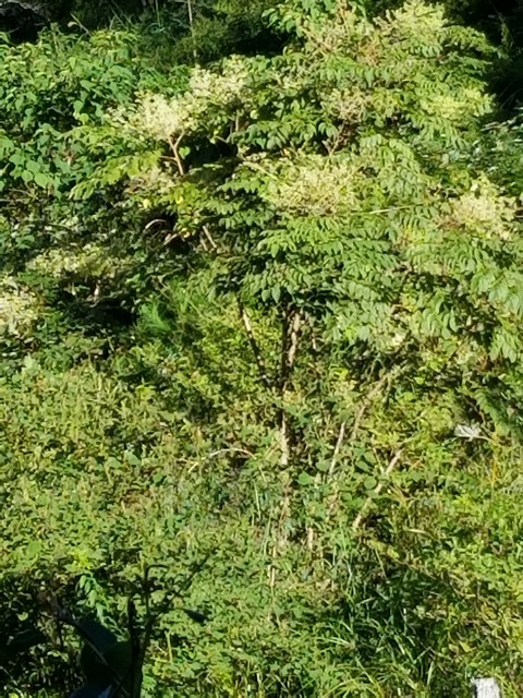 20190903_081729