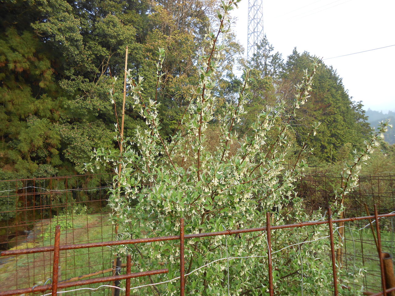 グミの木 花が咲く アケビの花も咲いてきた 熊野での田舎暮らし