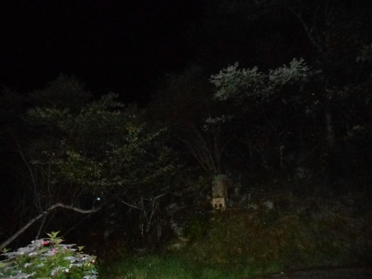 昨日 ６ ２６ 夜 三ツ口山で姫蛍2匹を確認 熊野での田舎暮らし