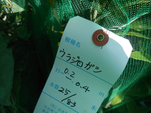 DSCN5132