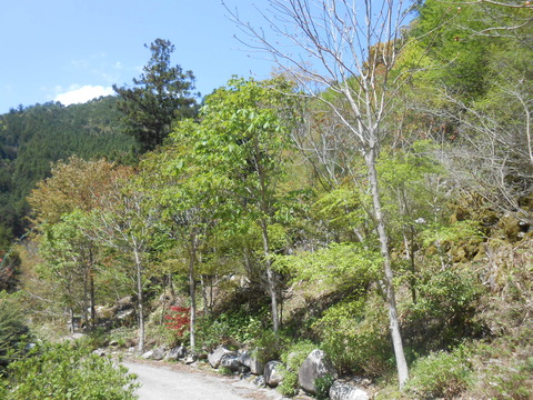 DSCN7935