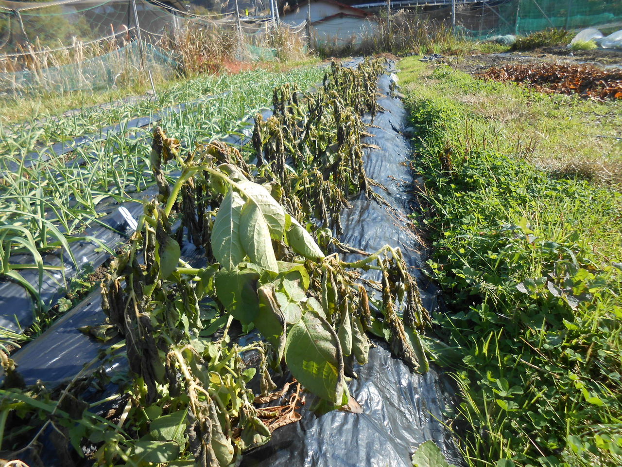 昨日 １２ １ 春菊初出荷 ジャガイモ 霜で枯れる 熊野での田舎暮らし