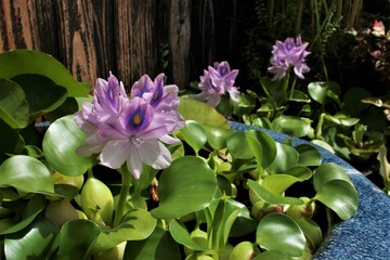 可憐な薄紫の布袋草花 和亜雑貨 葵陽