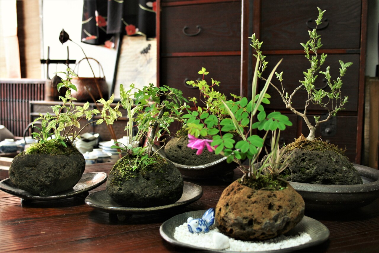 室内装飾の軽石鉢盆栽 和亜雑貨 葵陽