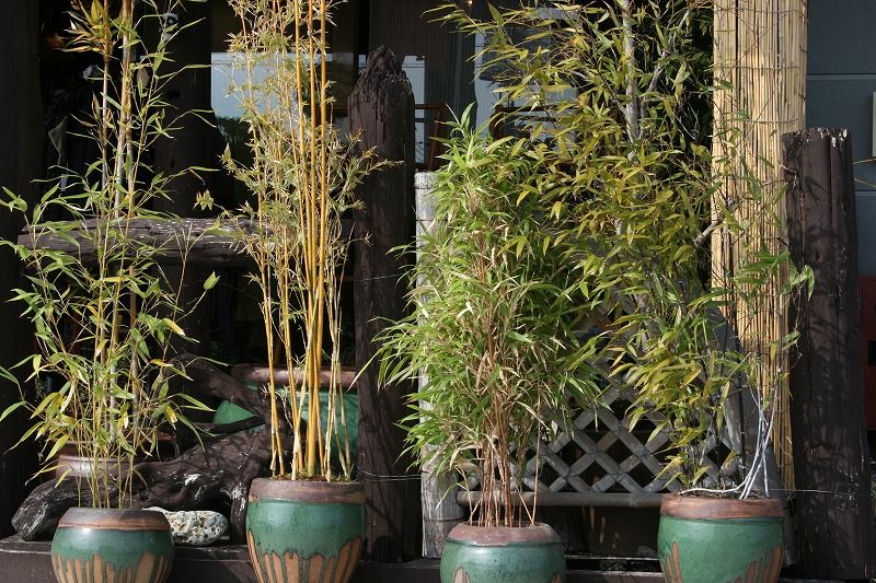 思い入れ深き竹の鉢植え 和亜雑貨 葵陽