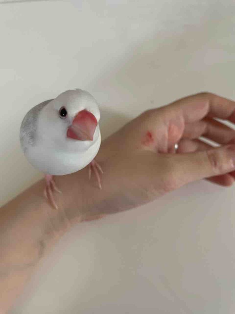 FullSizeRender