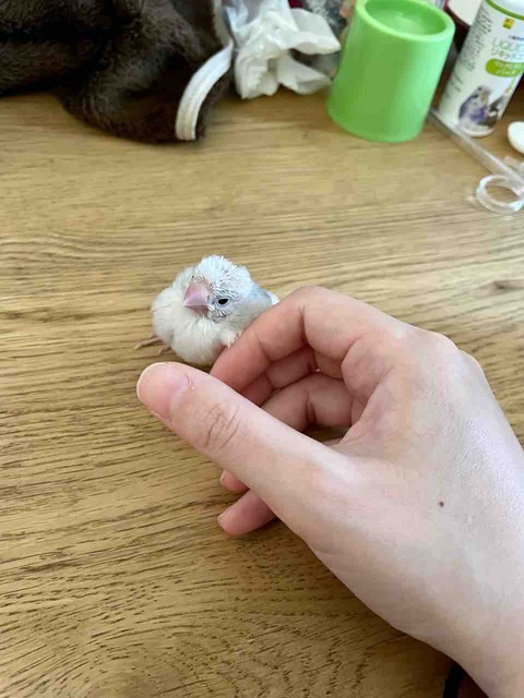 FullSizeRender