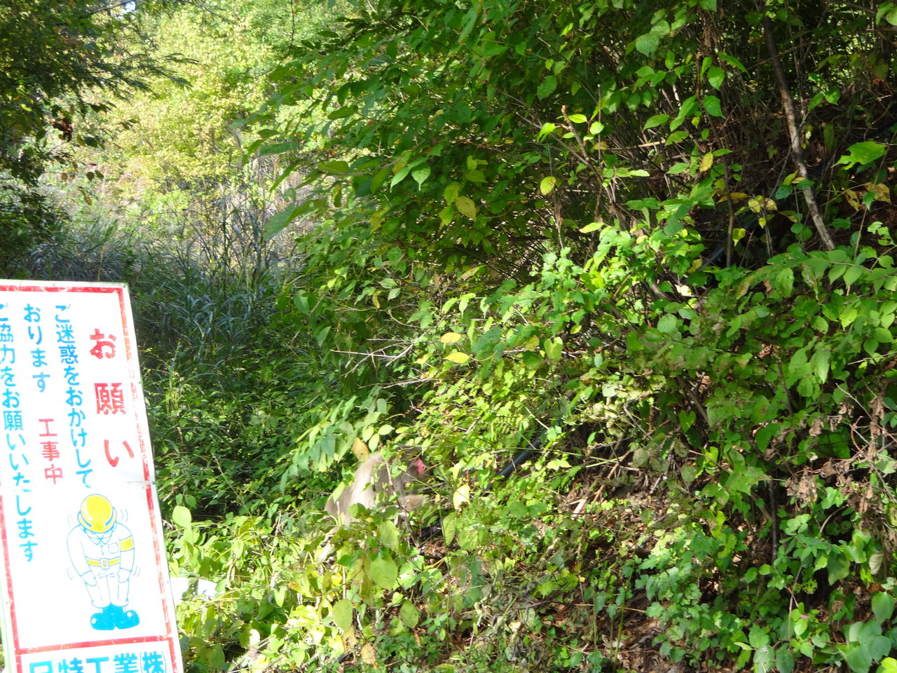 DSC05477