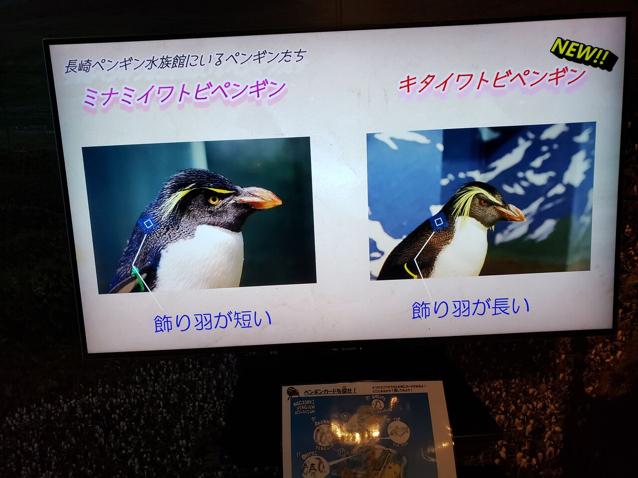 長崎ペンギン水族館の訪問記（その2） : 水族館とクリアファイルまにあ