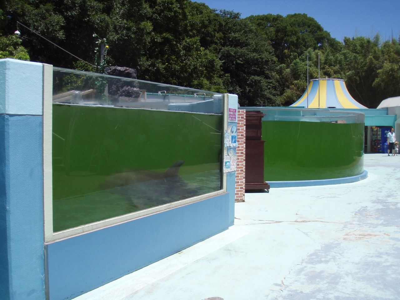 新屋島水族館の訪問記 水族館とクリアファイルまにあ