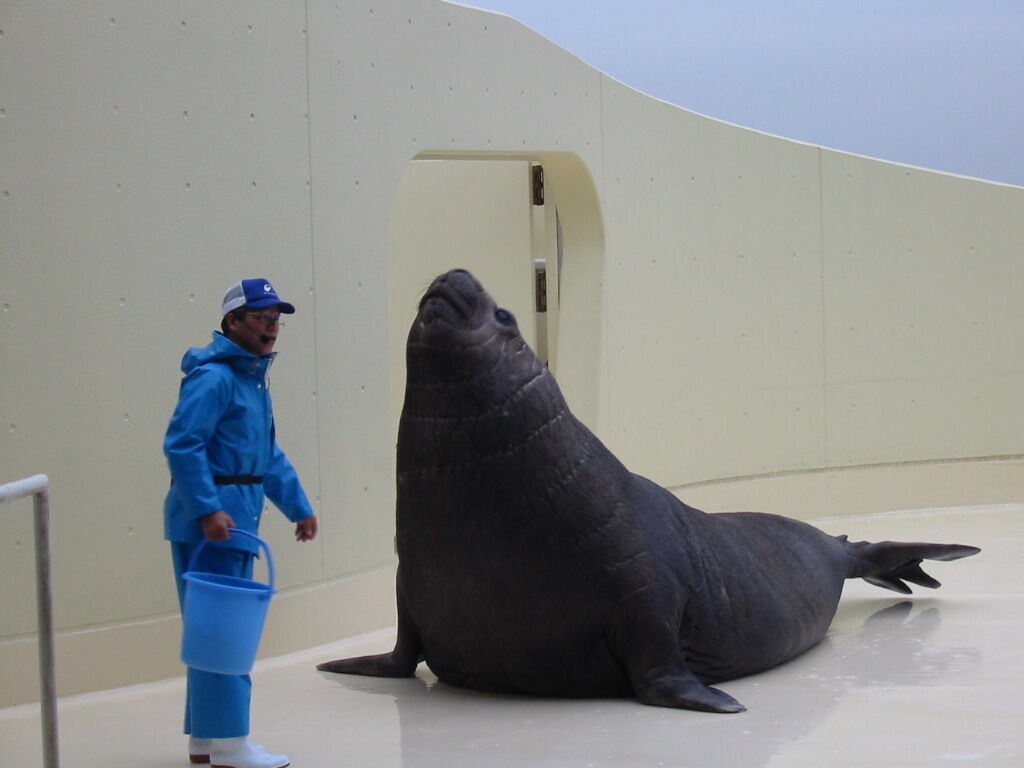 番外編8 パンフで水族館 江の島水族館 水族館とクリアファイルまにあ