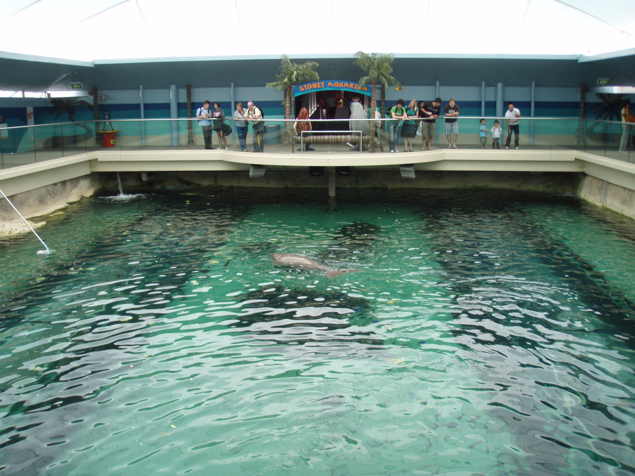 すべての花の画像 これまでで最高のカモノハシ 水族館 日本 すべての花の画像 これまでで最高のカモノハシ 水族館 日本