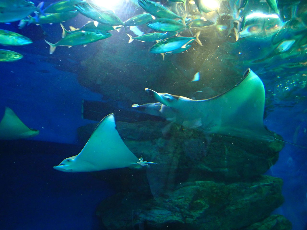 マクセルアクアパーク品川の訪問記 水族館とクリアファイルまにあ マクセルアクアパーク品川の訪問記 水族館とクリアファイルまにあ