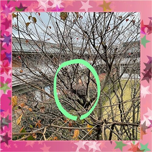 鳥の巣