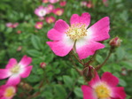 IMG_3354