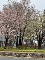 IMG_4322