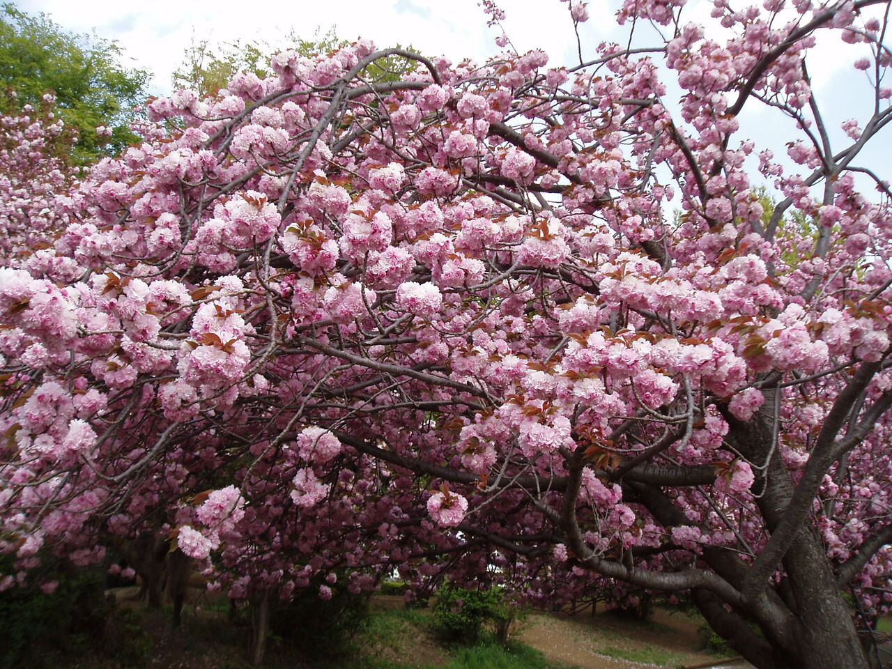 枝垂れても七重八重でも散る花か 俳句クイズ４月 吉祥寺ホームボランティア日記