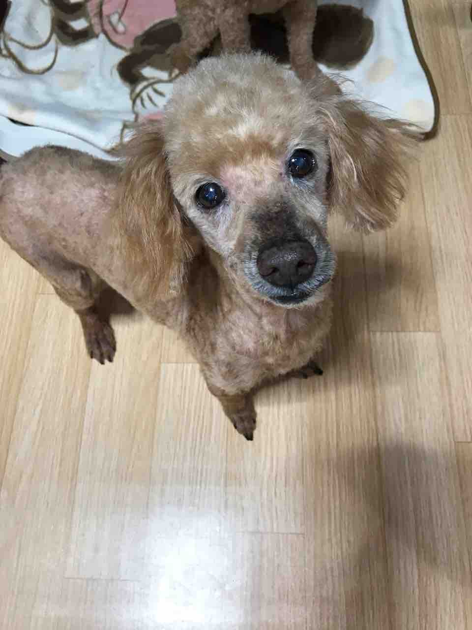 トイプードル Dogトリミングkazuki