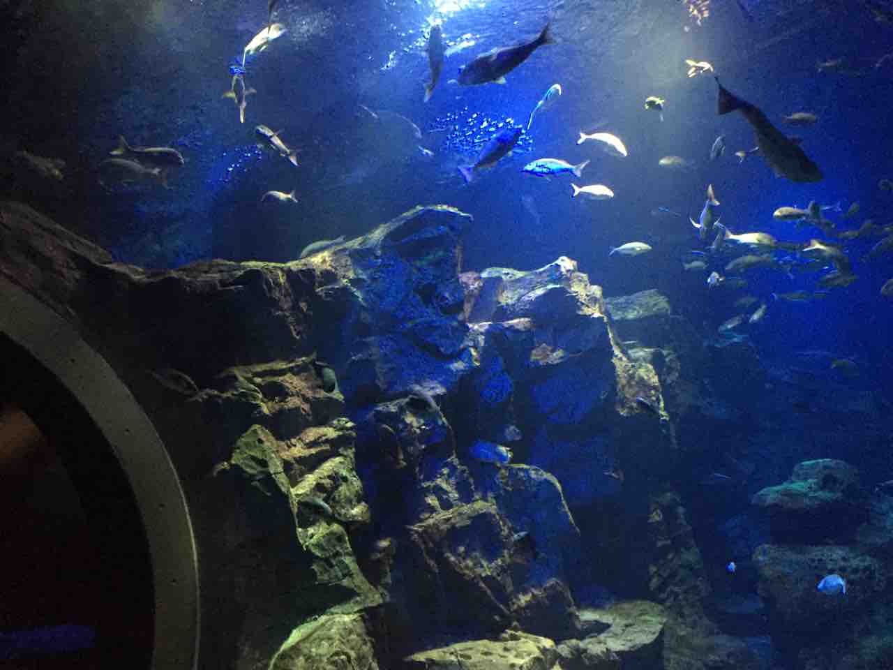 男鹿水族館とセイコーグランドホテル ワタケンブログ 男鹿水族館とセイコーグランドホテル ワタケンブログ